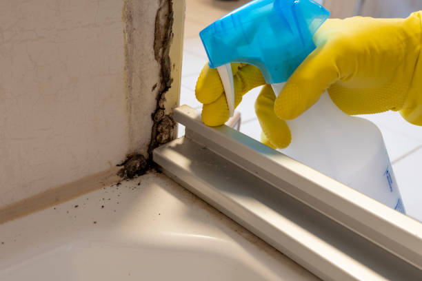 Professional Mold Removal in Danbury, CT